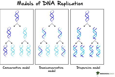 dispersive dna replication|dispersive vs semiconservative.